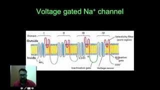 Neuroscience voltage gated Na ion channel