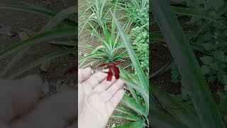 red dragonfly#nature #farmlife