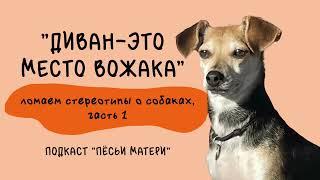 “Диван — это место вожака” — ломаем стереотипы о собаках, часть 1