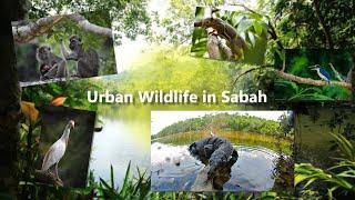 Urban Wildlife of Sabah [-Malay SUB]