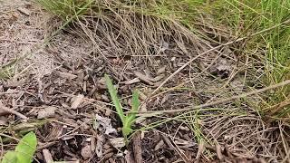 Showy Milkweed (Asclepias speciosa) coming back from rhizomes after dying back after planting