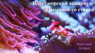 Актиния снова хулиганит: отвалился ус?! Красная мандаринка. Влог: морской риф 13 месяцев со старта.