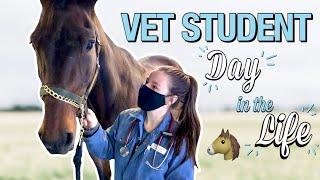 DAY IN THE LIFE OF A VET STUDENT: equine physical exams + burnout and mental health breaks!