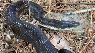 Black Ratsnake