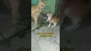 anak kucing oren lucu #kucing #ytshorts #cat #catlover #anakkucinglucu #laguviral #funny #kucingimut