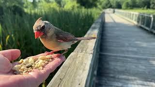 Hand-feeding Birds in Slow Mo - Northern Cardinal