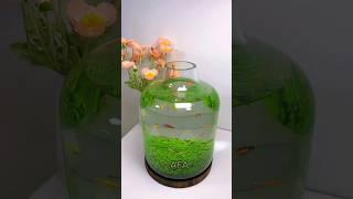 How to grow plant from seeds | Nano glass Vase aquarium | Planted glass bowl #aquariumplants