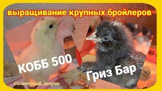 Хочу вырастить крупных цветных бройлеров, а Кобб 500 растёт параллельно.