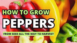 How to Grow Peppers From Seed to Harvest #garden #gardeningtips #peppers #vegetablegarden #homestead