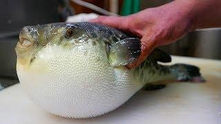 Japanese Street Food - LIVE FUGU PUFFERFISH Puffer Fish Japan