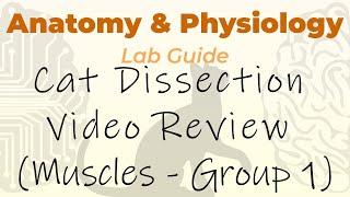 Cat Dissection - Muscles - Video Review Group 1 (Ventral Neck)
