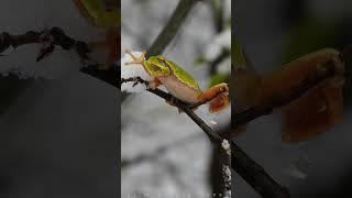 Tree Frog and Snow in Spring Time | Film Studio Aves