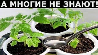 Я ОБАЛДЕЛ! Всего 1 Капля и Рассада Будет Толстым Крепышом