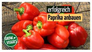 Paprika erfolgreich anbauen | Gemüseanbau im Garten