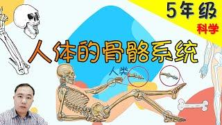 【人体的骨骼系统】|【人类 PART 1/3 】5年级 | KSSR  | TSLAU