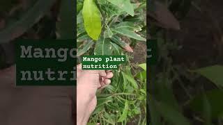 deficiency of potacium in mango plant symptoms