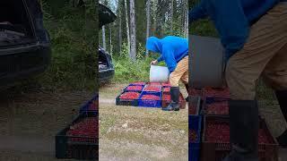 Lingonberry picking in Sweden #harvesting #berry #lingonberry #forest