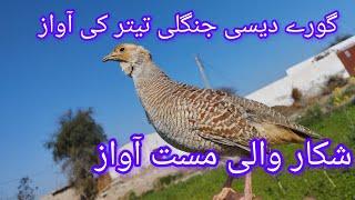 Gorry Tetar ke awaz # Shkar wali awaz #tetar #atif #dasi #viral #birds #bimari #dhkni #irani tetar#