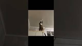 Кот электрик, как поменять лампочку