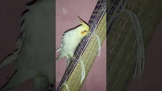 See what am I doing #cockatiel #funny #comedy #funnyvideo #satisfying #happy