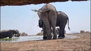 Playful elephant splashes guide Damian in the Last Word Madikwe underground hide #big5 #elephant