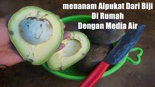 menanam alpukat dari biji di rumah media air