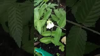 rubus - кое-кто) из малинового  семейства