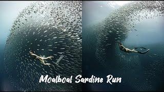 Epic Moalboal Sardine Run! 墨寶沙甸魚風暴