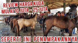 REVIEW HARGA KUDA MULAI 10 JUTA SAMPAI 25 JUTA | PASAR KUDA PART 163