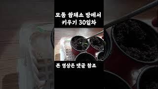 모둠 쌈채소 방에서 재배  30 일차   #모둠쌈채소
