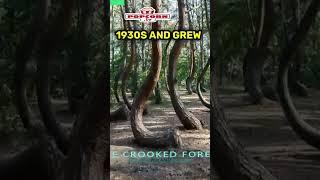 The Crooked Forest - 5 Mysterious Places You Didn't Know Existed Part 1 #mysteries #scaryplaces