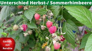 Unterschied Sommerhimbeere - Herbsthimbeere | Wie Himbeeren schneiden?