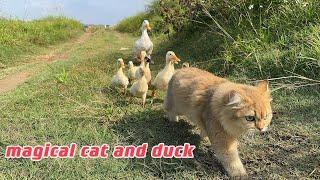 The kitten actually took the mother duck and ducklings for a run outdoors. So cute and funny!