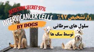 Dog:Dogs and the secret of cancer detection by them_ سگ:سگ ها و راز تشخیص سرطان توسط آنها