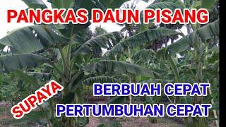 Cara Memangkas Daun Pisang Agar Pertumbuhan Dan Berbuah Lebih Cepat Serta Bebas Dari Penyakit