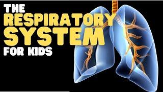 The Respiratory System for Kids