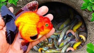 Catch Beautiful Rare Ranchu Fish In Tiny Pond, Baby Shark, Full Gold Arowana, Blue Grass Guppy, Koi