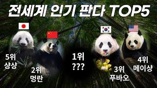 #푸바오 3위? 전세계에서 가장 인기 많은 #판다 TOP 5