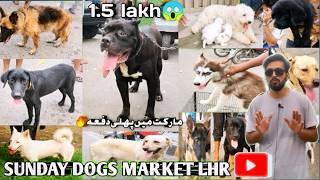 Lahore Exotic Dogs Market 21 7 2024 lahore |unique and rare dogs breeds| दुर्लभ और अनोखे कुत्ते