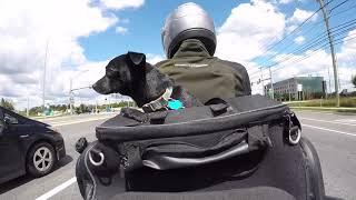 Riding with your dog with the Kuryakyn Pet Palace Bag