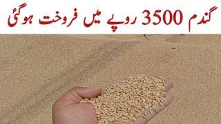 Galla Mandi Me Gandam Ki Qemat | Today Wheat Price in Punjab 2024