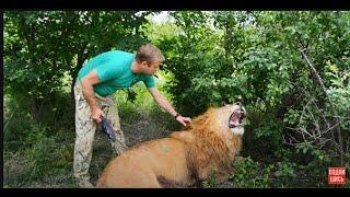 Лев ГЕК показывает грозный характер ! КЛАССНАЯ ФОТОСЕССИЯ !!!