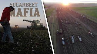 SUGARBEET MAFIA - The Story of America's Largest Beet Harvest