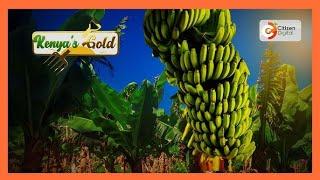 Kenya's Gold - Banana Farming in Kenya - Gold Chat (Part 1)