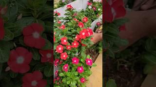 #viral #youtubeshorts #shorts | Pruning Hybrid Vinca Flowers to get More blooming