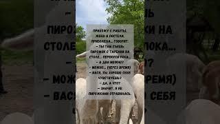 Вася — живой детектор качества пирожков! 