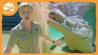 Robert shows us the real stars of the show | Irwin Family Adventures