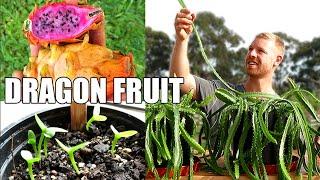 Pitaya / Dragon Fruit | Transplanting and Growing Rare Varieties from Seed