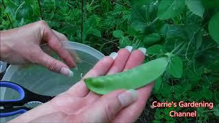 how to harvest snow peas, what to do with your snow peas after you harvest them