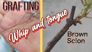 GRAFTING GRAPES   WHIP and Tongue method  brown with active bud scion   #Tholits #TholitsPM